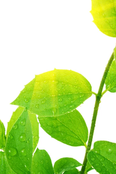 Hoja verde con gotas de agua y sol — Foto de Stock