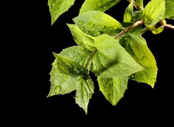 Zielony liść z kroplami wody — Zdjęcie stockowe