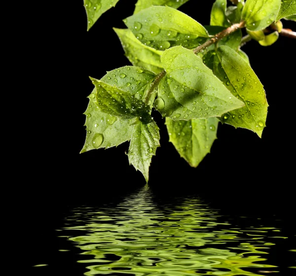 Green leaves with water on black background — Stock Photo, Image