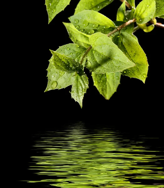 Zielony liść z odbiciem wody — Zdjęcie stockowe