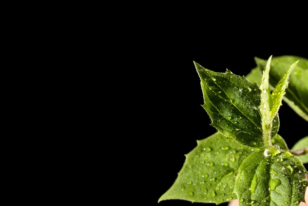 Green leaf with water drops — Stock Photo, Image