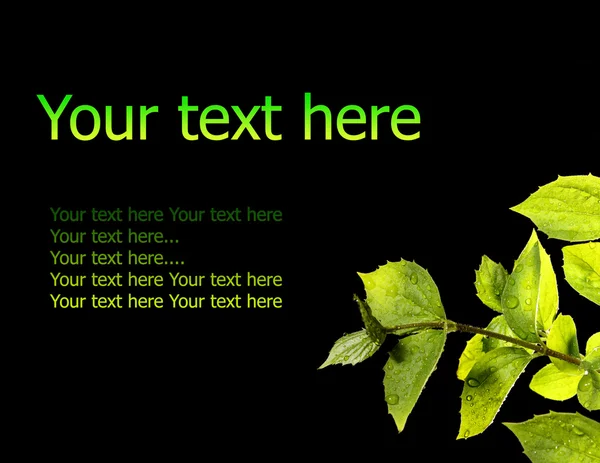 Green leaves with samples text