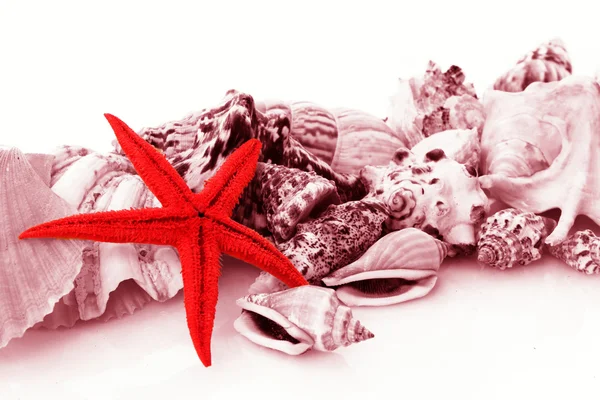 Estrella marina y conchas marinas — Foto de Stock