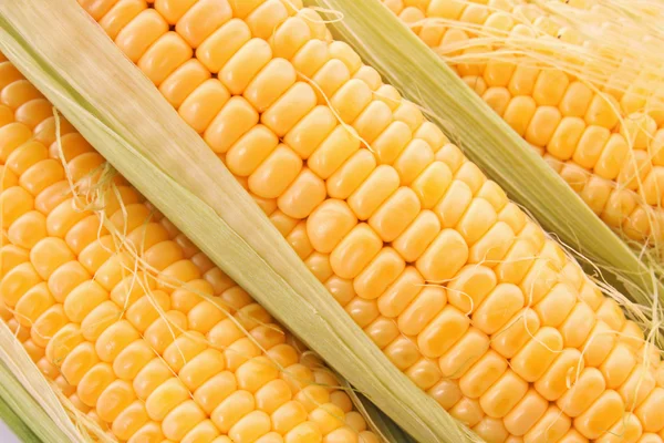 Žlutá kukuřice pozadí — Stock fotografie