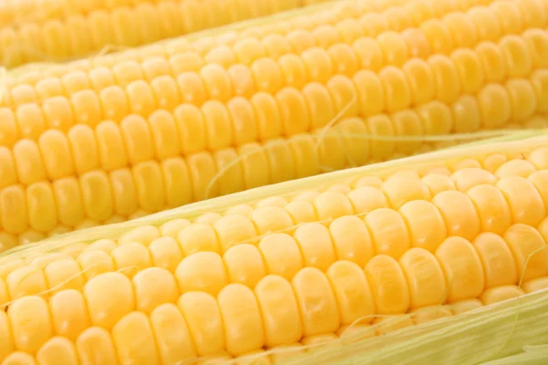 Yellow corns background — Stock Photo, Image