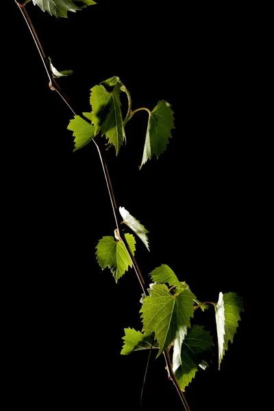 Siyah arka plan üzerine genç asma yaprağı — Stok fotoğraf