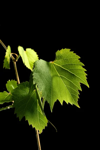 Liście winorośli młodych na czarnym tle — Zdjęcie stockowe