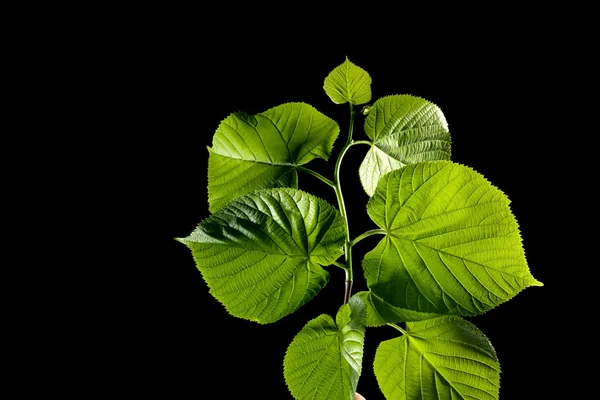 黒の背景に水の滴を緑の葉 — ストック写真