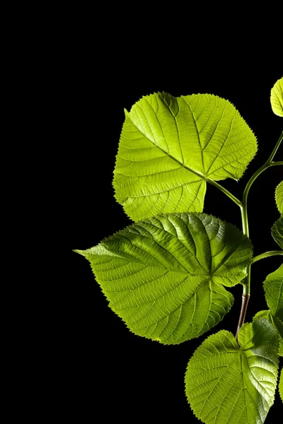 Green leaves with water drops on black background — Stock Photo, Image