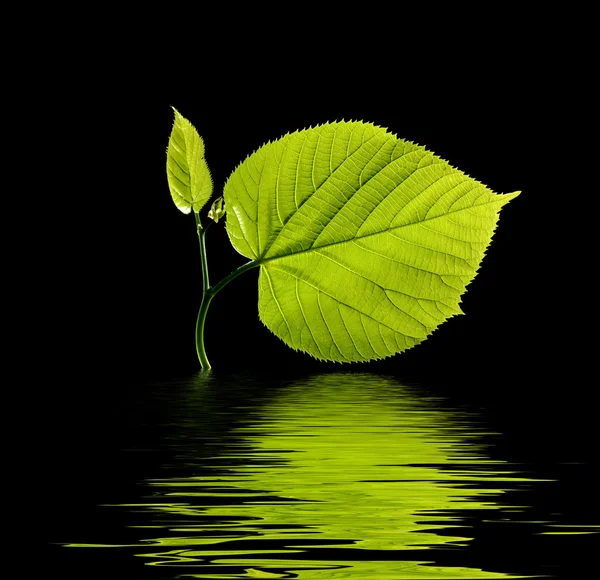 Green leaves with water on black background — Stock Photo, Image