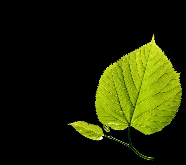 Green leaves with water drops on black background — Stock Photo, Image
