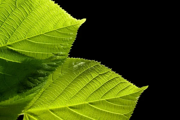 Zelené listy s kapky vody na černém pozadí — Stock fotografie