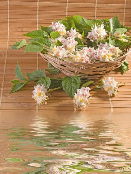 Složení květiny na pozadí stébla bambusu — Stock fotografie