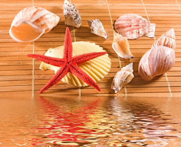 Seashells on bamboo straws background — Stock Photo, Image
