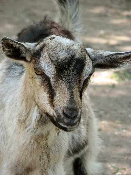 Pequeña cabra gris y negra afuera —  Fotos de Stock