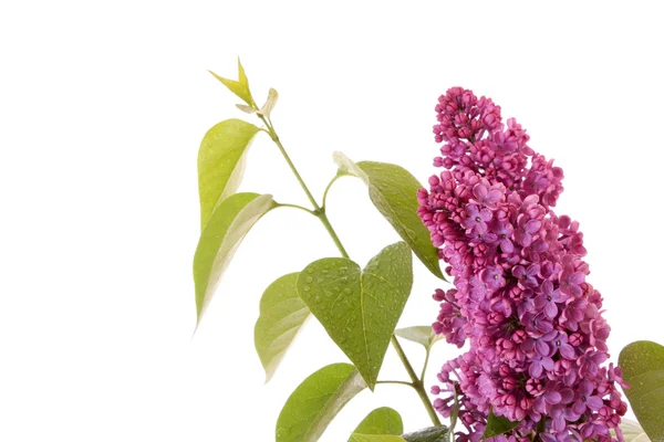 Violette Flieder isoliert auf weiß — Stockfoto