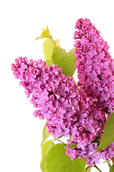 Violet lilacs isolated on white — Stock Photo, Image