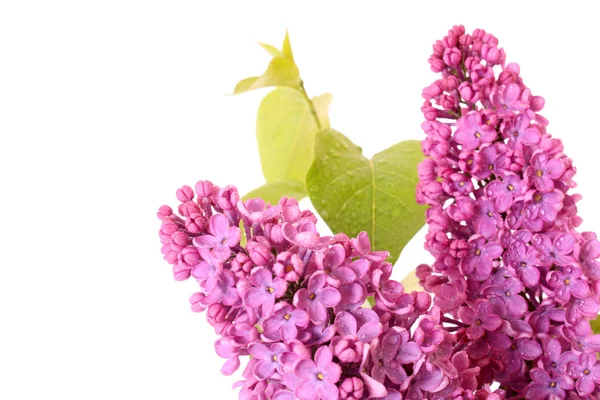 Violette Flieder isoliert auf weiß — Stockfoto