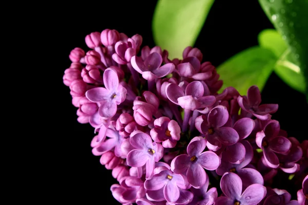 Violet lilacs isolated on black — Stock Photo, Image
