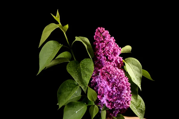 Violet lilacs isolated on black — Stock Photo, Image