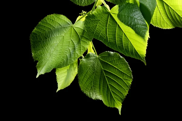 Zelené listy na černém pozadí — Stock fotografie