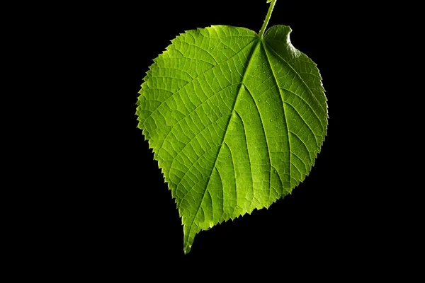 Зеленый лист на черном фоне — стоковое фото
