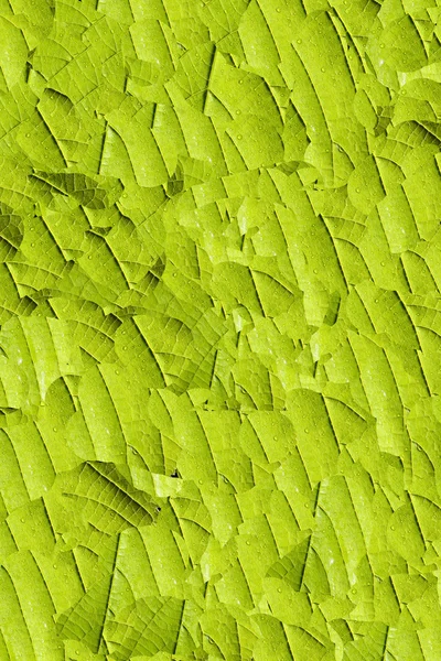 Zelená listová pozadí — Stock fotografie