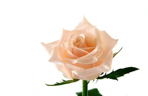 Bílá růže s kapkami vody, samostatný — Stock fotografie