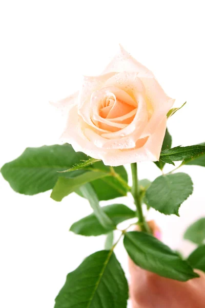 Witte roos met waterdruppels geïsoleerd — Stockfoto