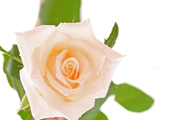 白で隔離される白いバラ — ストック写真