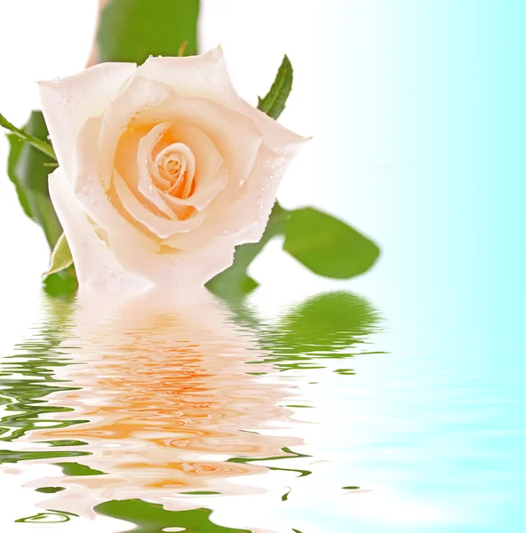 Witte roos geïsoleerd op wit — Stockfoto
