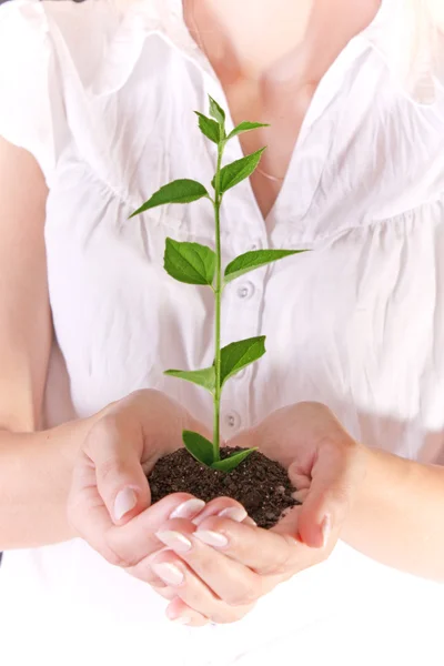 Woman holding green plant — Stock Photo, Image