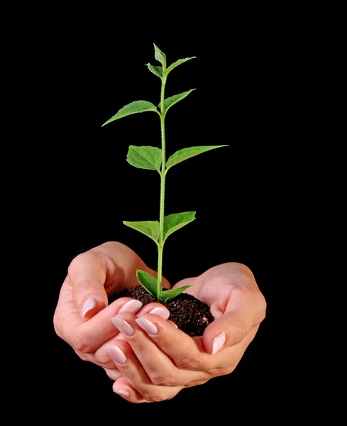 Jovem planta na mão sobre fundo preto — Fotografia de Stock