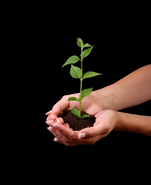 Young plant in hand on black background — Stock Photo, Image