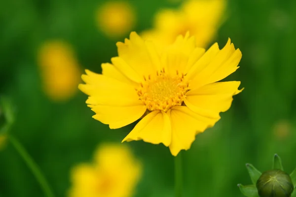 Fundo de flores amarelas ensolaradas — Fotografia de Stock