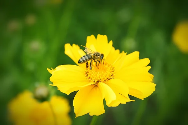Biene auf dem sonnigen gelben Blumen Hintergrund — Stockfoto