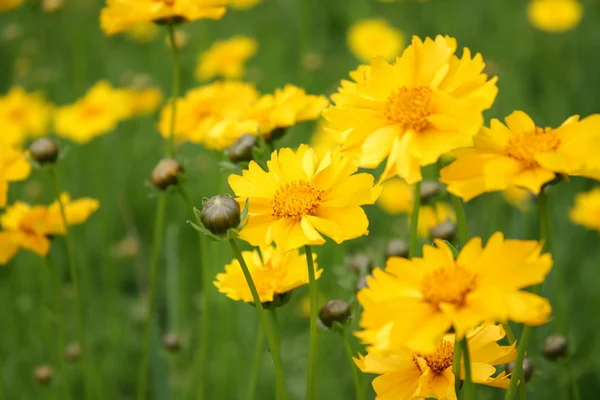 Солнечный желтый фон цветов — стоковое фото