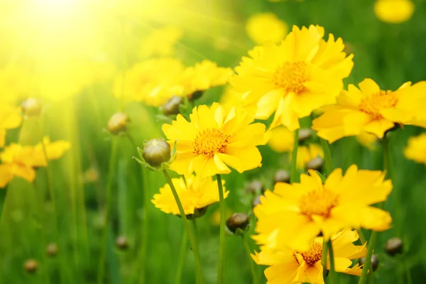 सनी पिवळा फुले पार्श्वभूमी — स्टॉक फोटो, इमेज