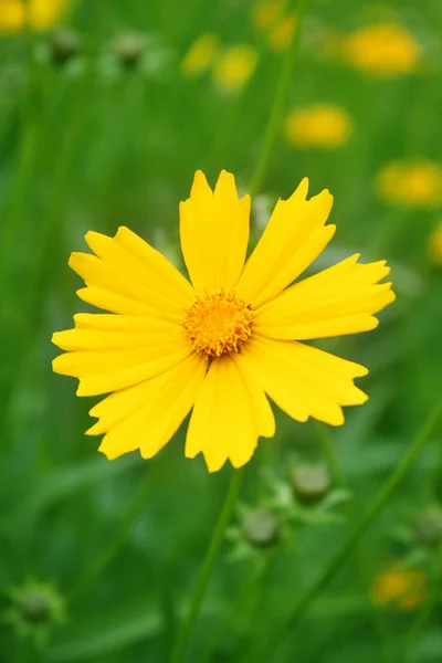 Сонячно-жовтий фон з квітами — стокове фото