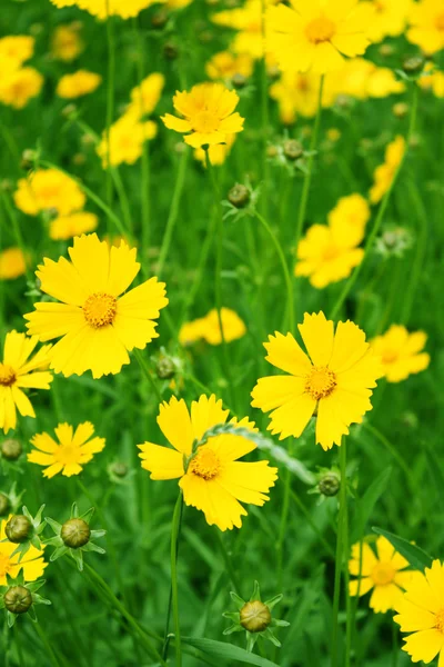 Soliga gula blommor bakgrund — Stockfoto