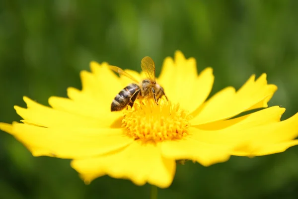 阳光灿烂的黄色小花的背景上的蜜蜂 — 图库照片