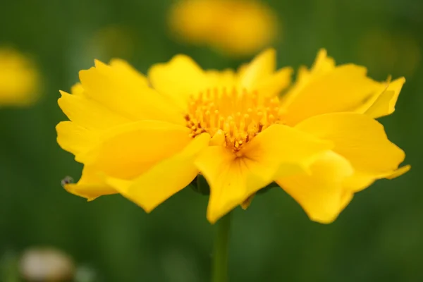 阳光明媚黄色鲜花背景 — 图库照片