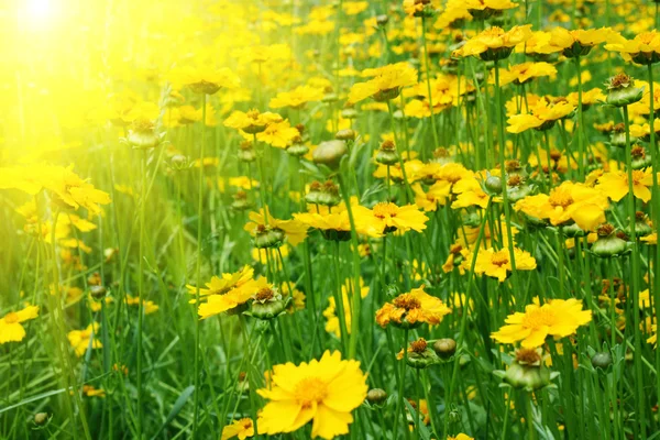 Sonnige gelbe Blumen Hintergrund — Stockfoto