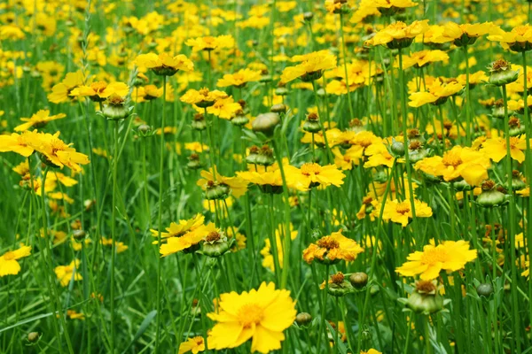Солнечный желтый фон цветов — стоковое фото