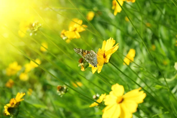 Fjäril på den gula blomman — Stockfoto