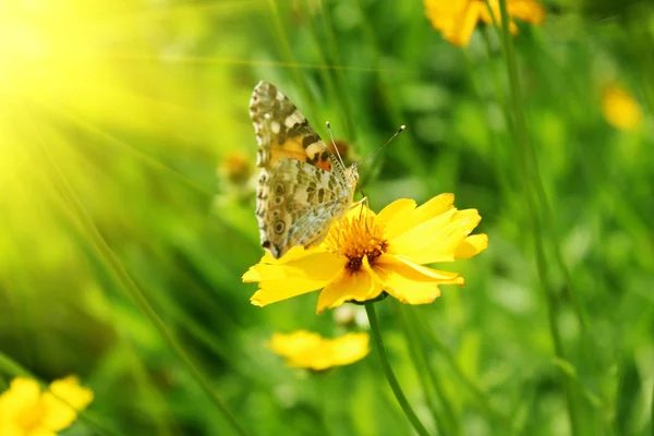Schmetterling auf der gelben Blume — Stockfoto