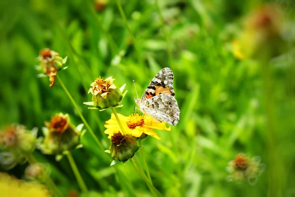 노란 꽃 위의 나비 — 스톡 사진