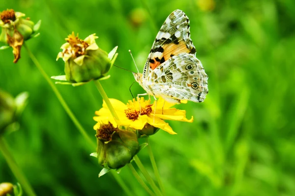 Motyl na żółtym kwiatku — Zdjęcie stockowe