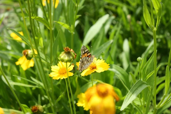 Mariposa en la flor amarilla —  Fotos de Stock