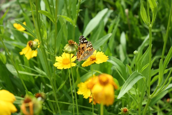 Motýl na žlutém květu — Stock fotografie